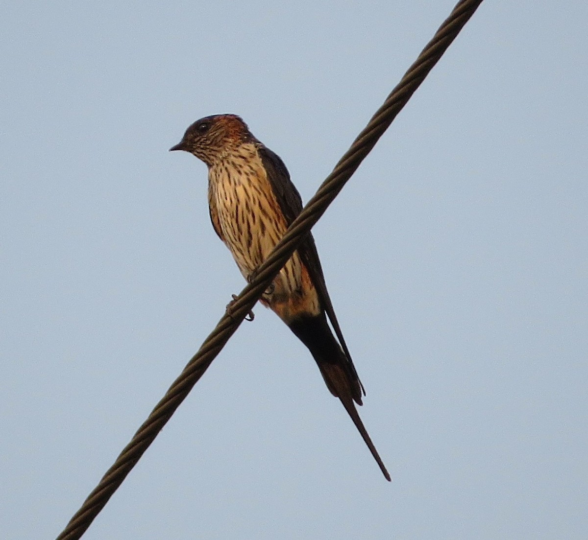 Striated Swallow - ML429851711