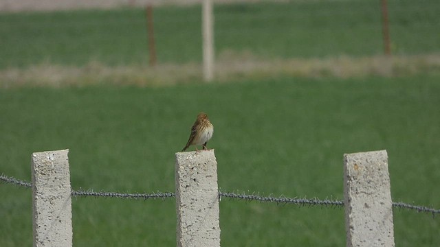 Tree Pipit - ML429852491