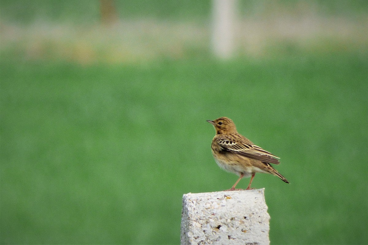 Tree Pipit - Eduardo Amengual