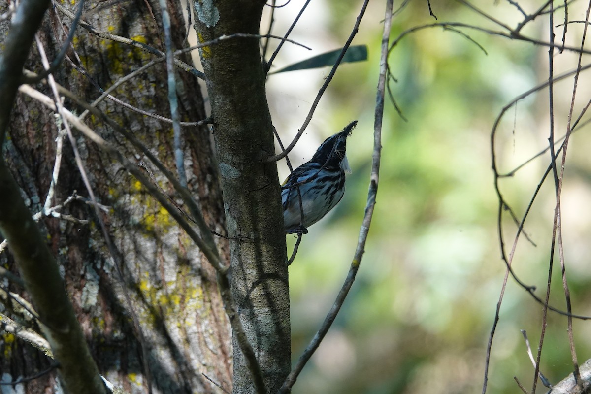 White-cheeked Honeyeater - ML429853421