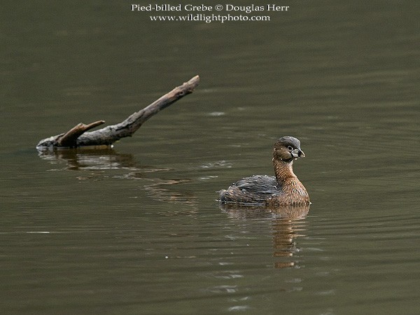 Pied-billed Grebe - Douglas Herr