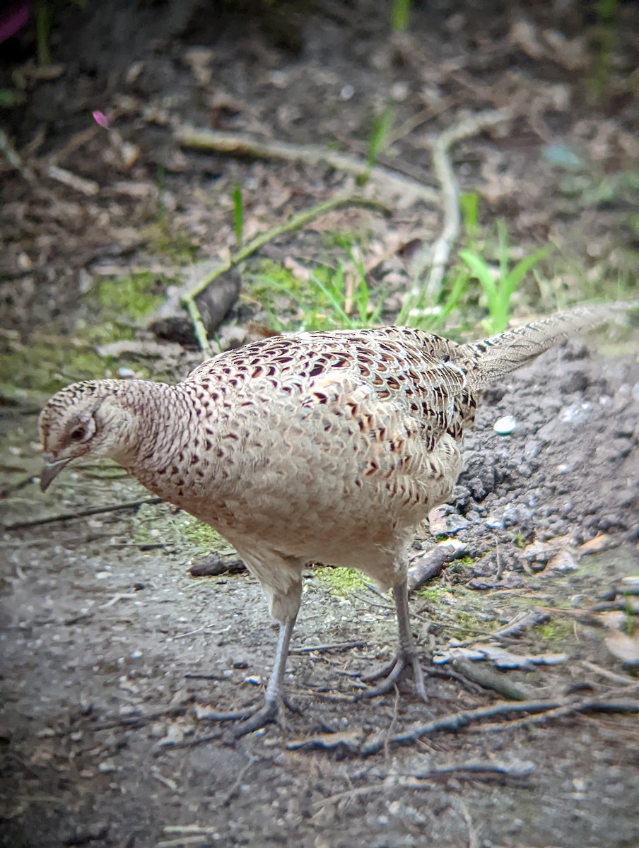 Ring-necked Pheasant - ML429854151