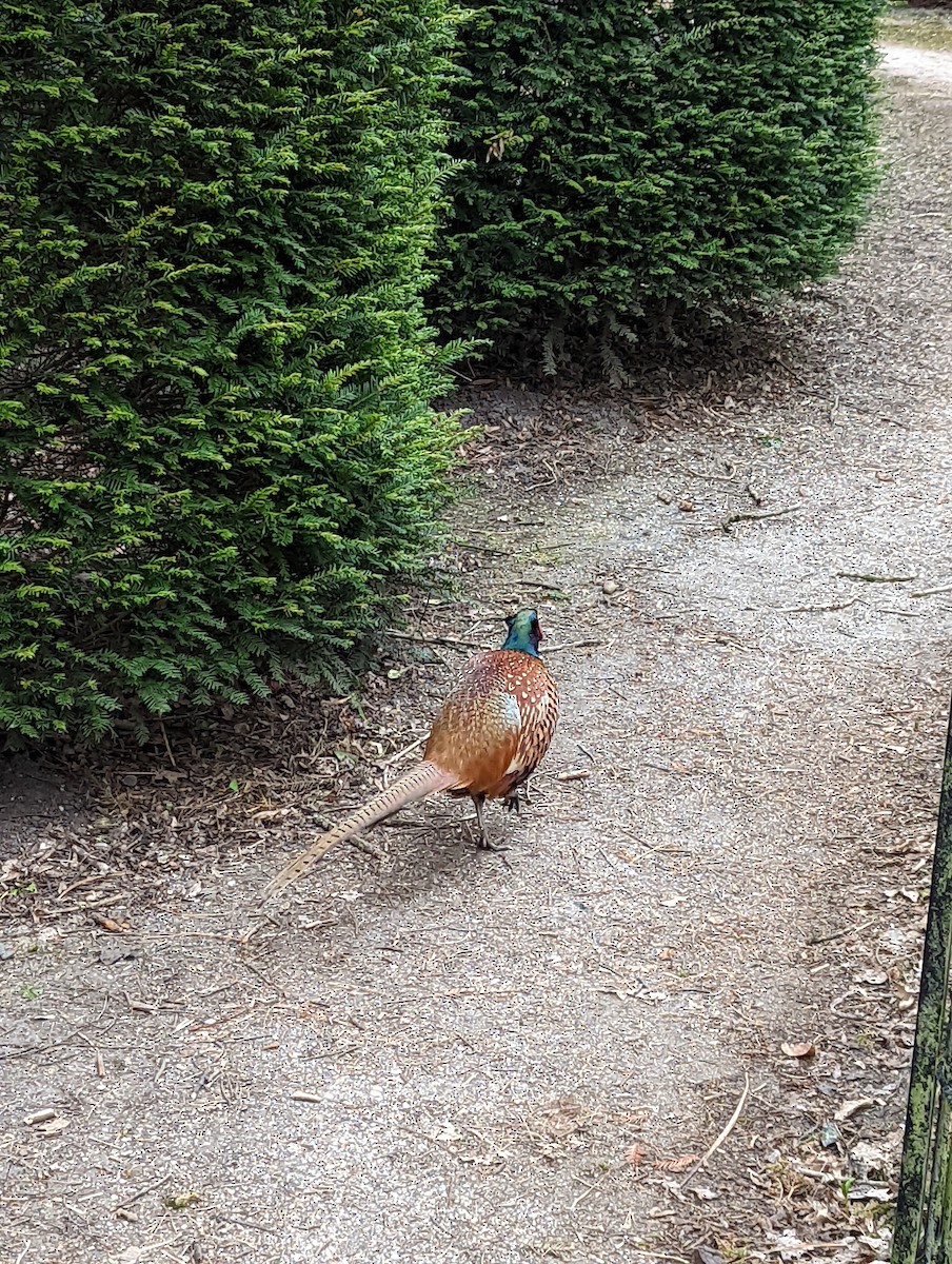 Ring-necked Pheasant - ML429854171