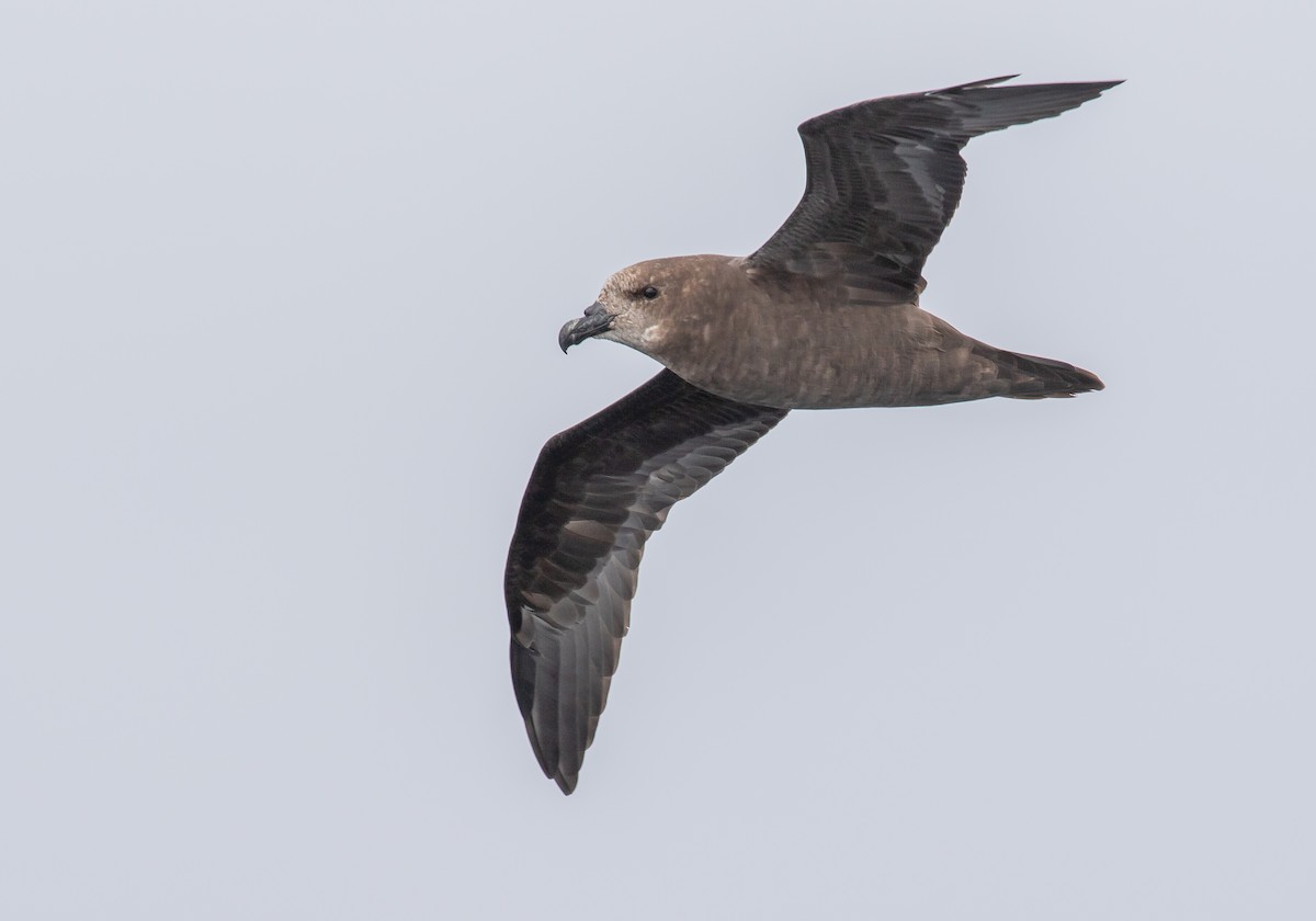 Petrel Carigrís - ML429854351