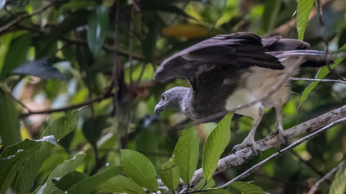 Lesser Fish-Eagle - ML429856251