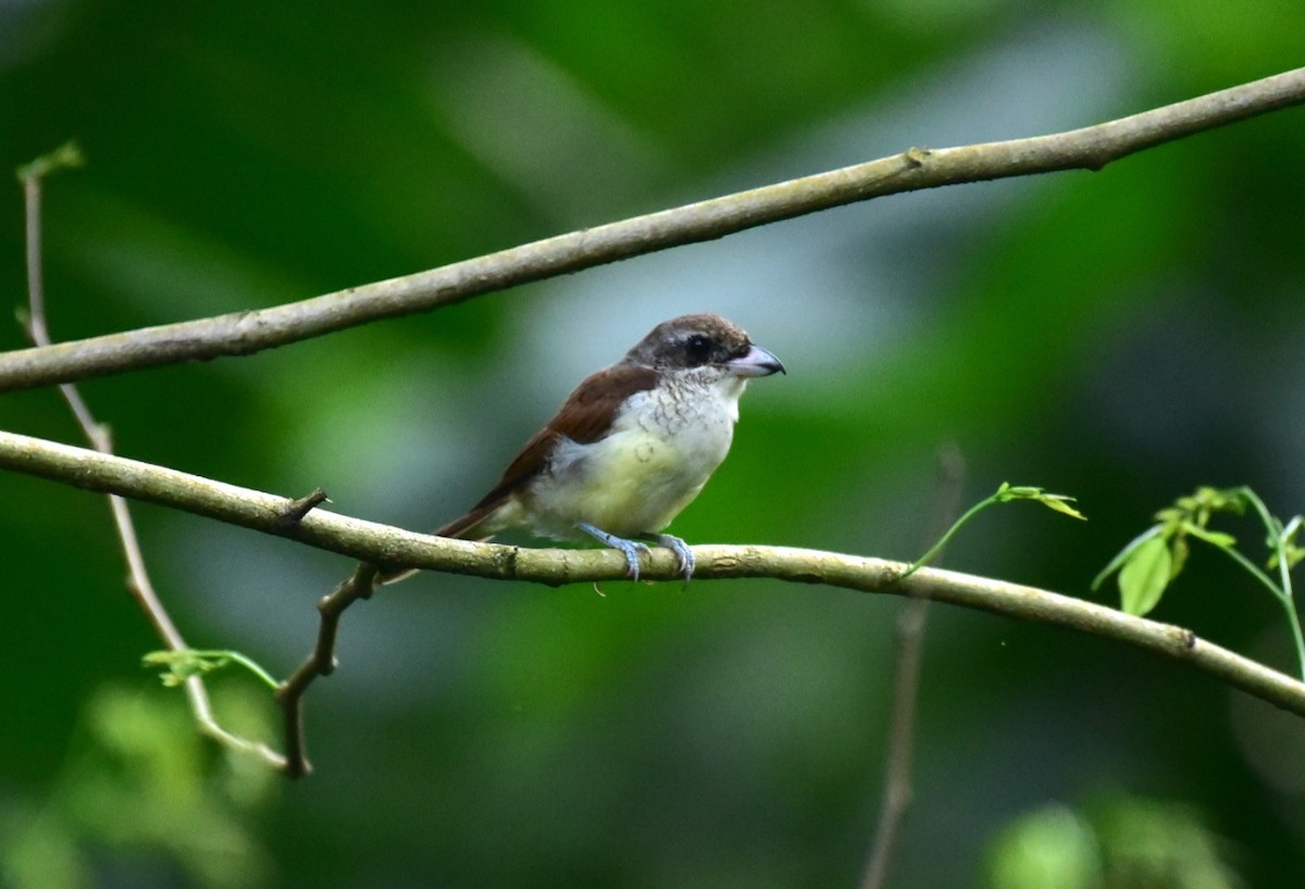 Tiger Shrike - ML429856271