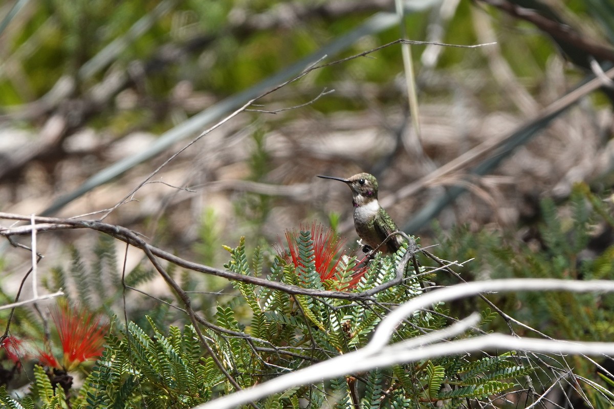 Colibri améthyste - ML429857821