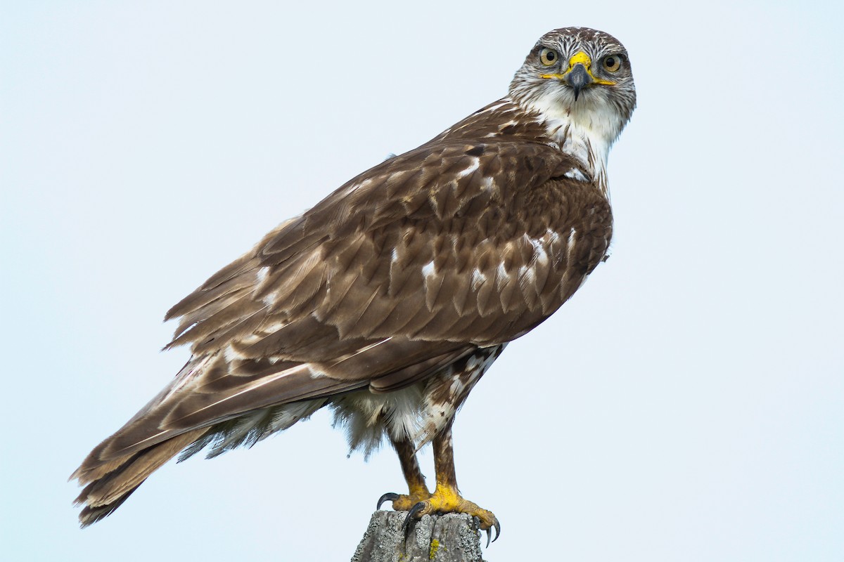 Ferruginous Hawk - Steve Kelling