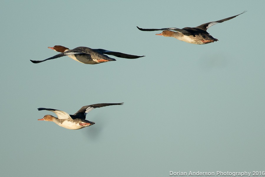 Red-breasted Merganser - ML42985981