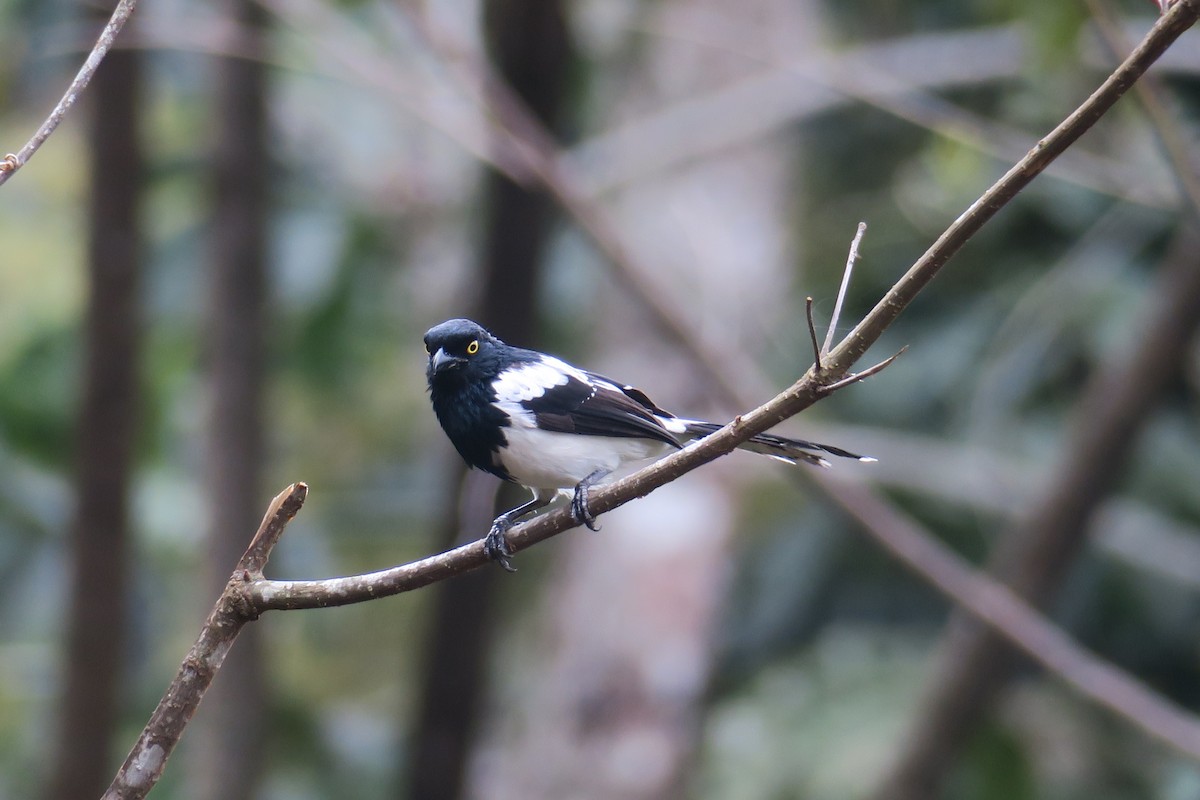 Magpie Tanager - ML429860791