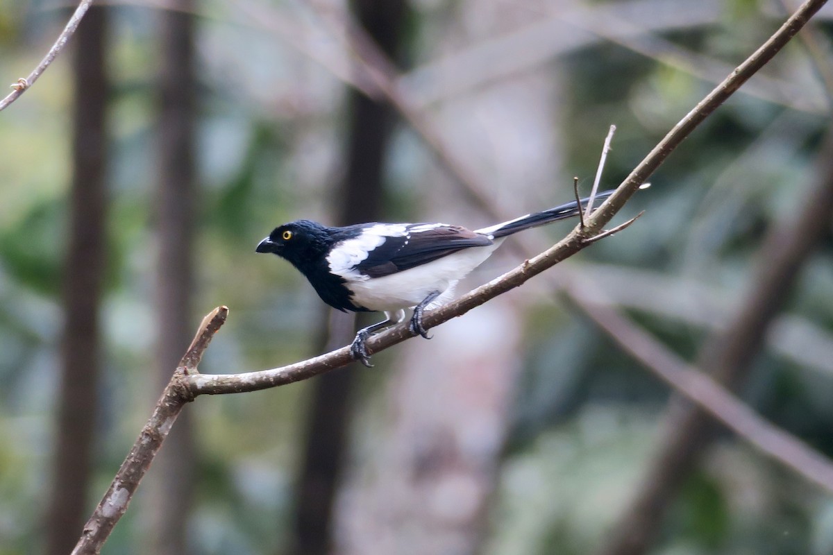 Magpie Tanager - ML429860801