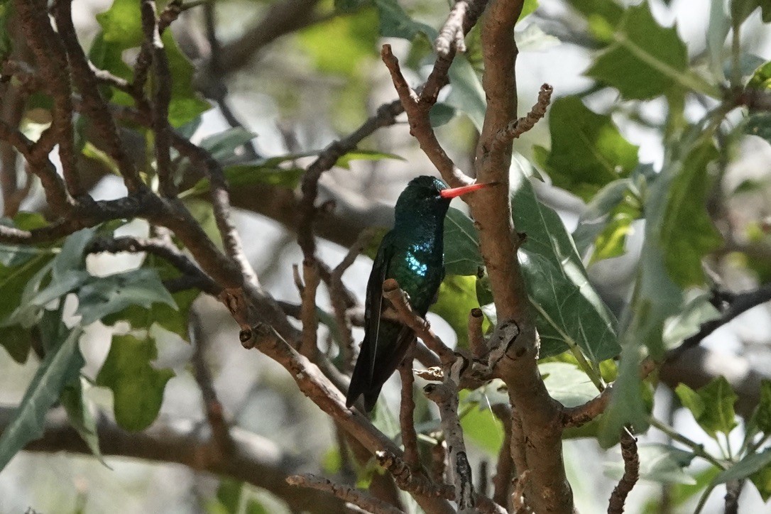 kolibřík lesklobřichý - ML429862311