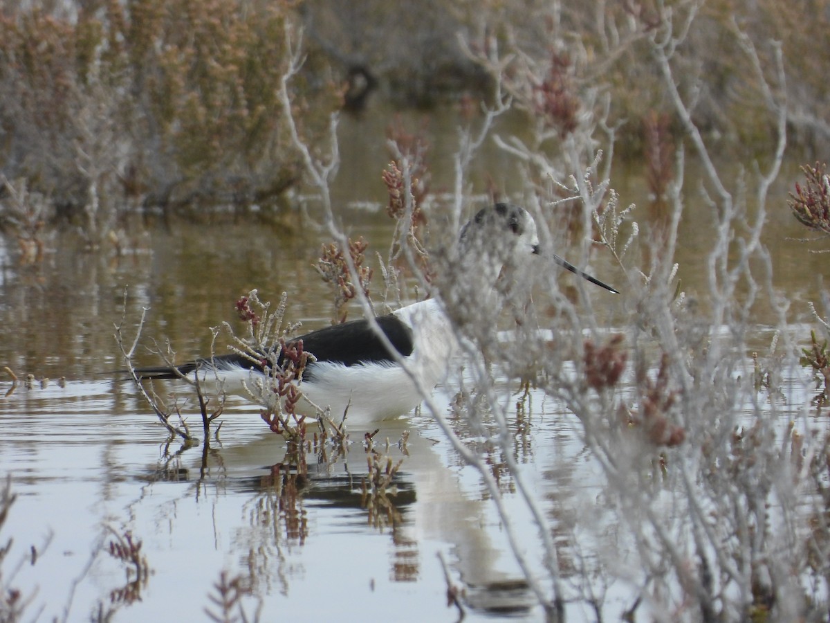 Black-winged Stilt - ML429863111