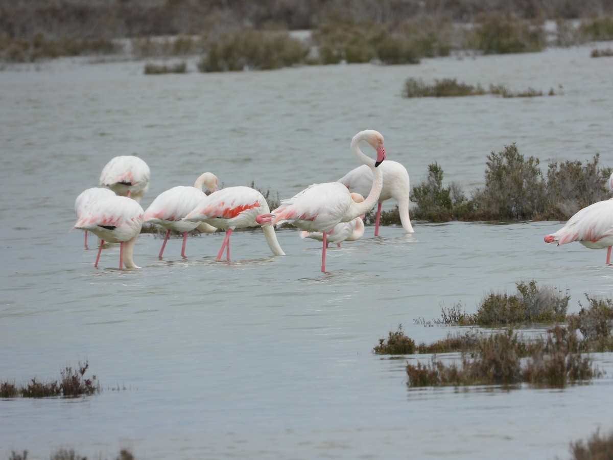 Greater Flamingo - ML429863301