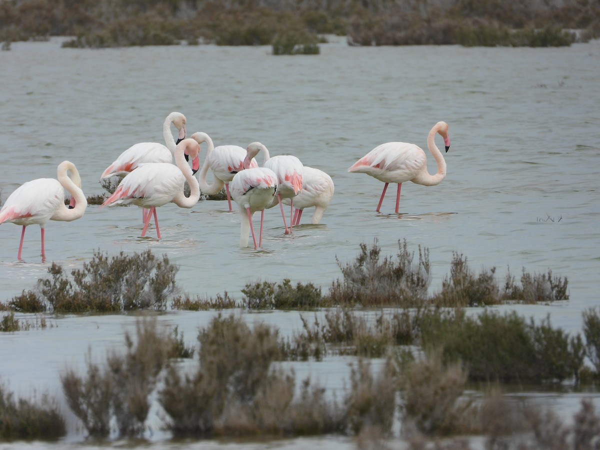 Greater Flamingo - ML429863361