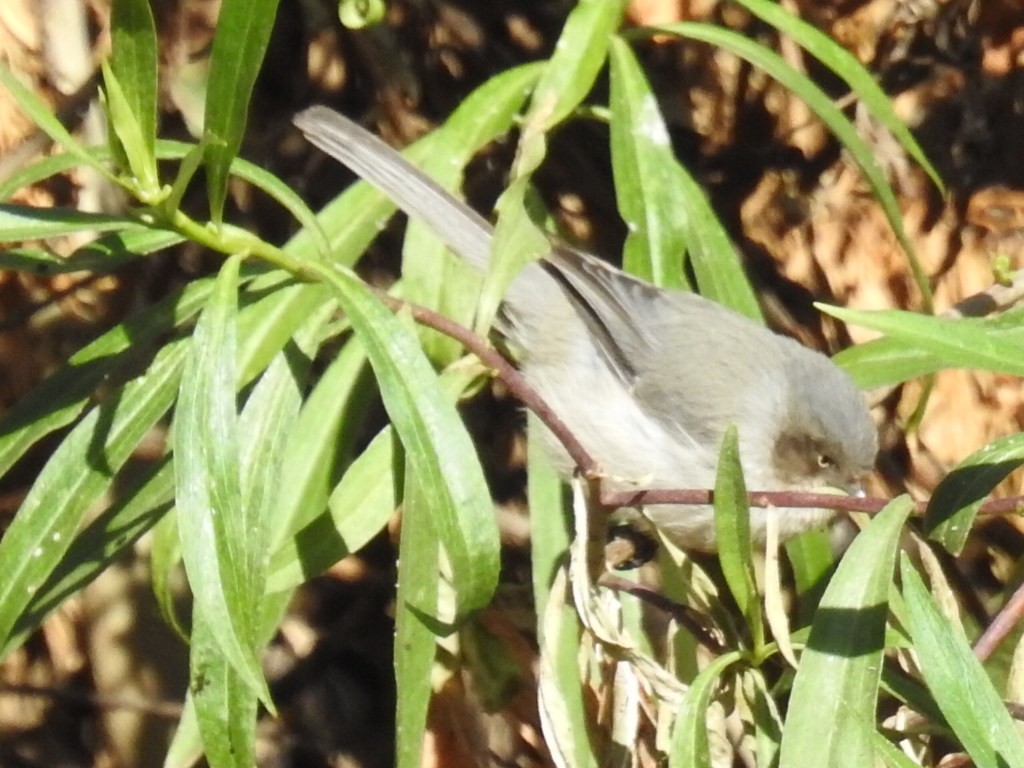 Bushtit - ML42986371