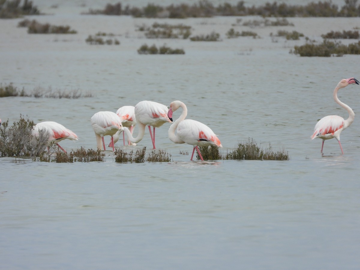 Greater Flamingo - ML429863831
