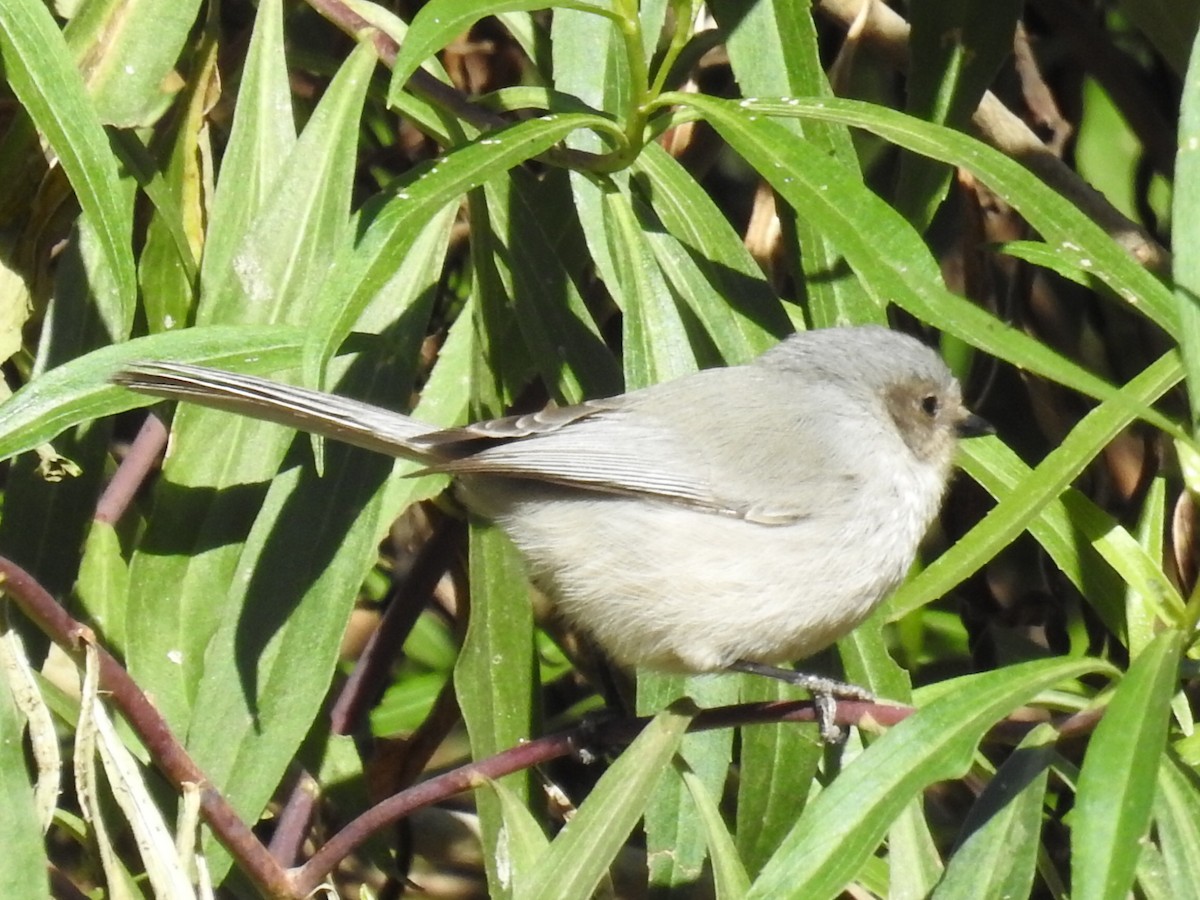 Bushtit - ML42986391