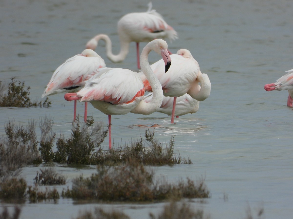 Greater Flamingo - ML429864241