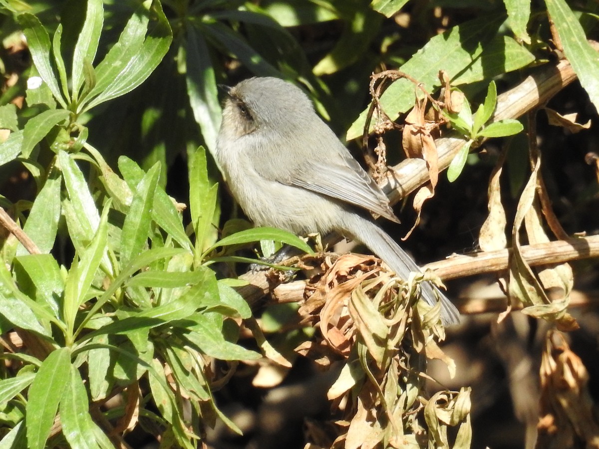 Bushtit - ML42986511