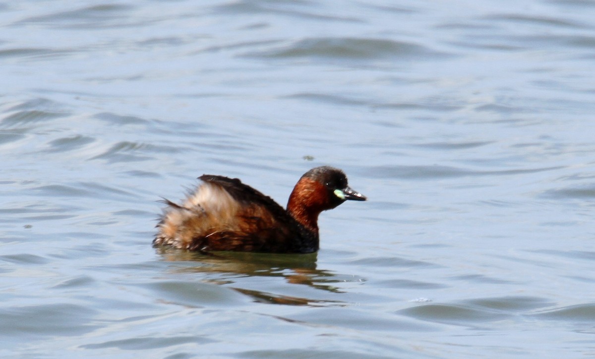 Little Grebe - ML429865241