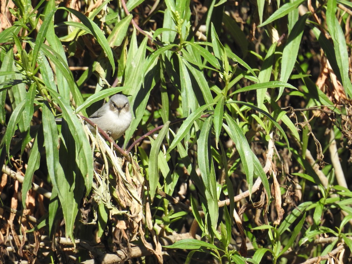 Bushtit - ML42986541