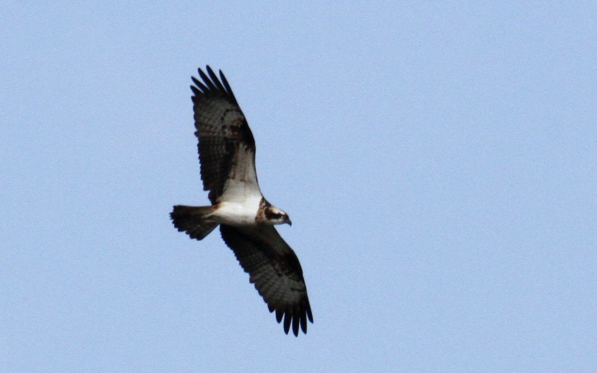 Balbuzard pêcheur - ML429866011