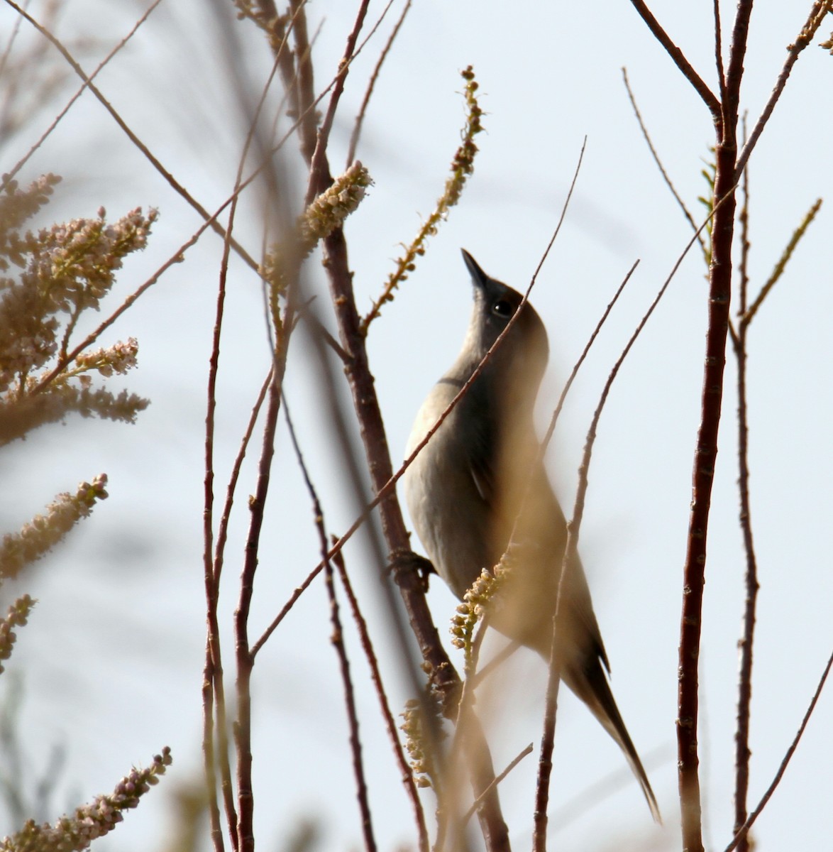 Savi's Warbler - ML429866191