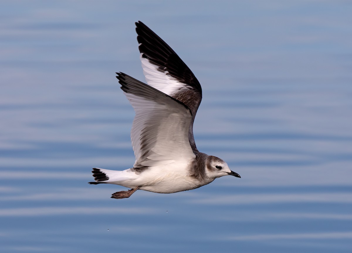 Sabine's Gull - ML429866631