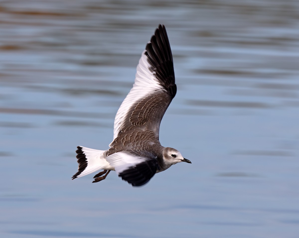 Sabine's Gull - ML429866641