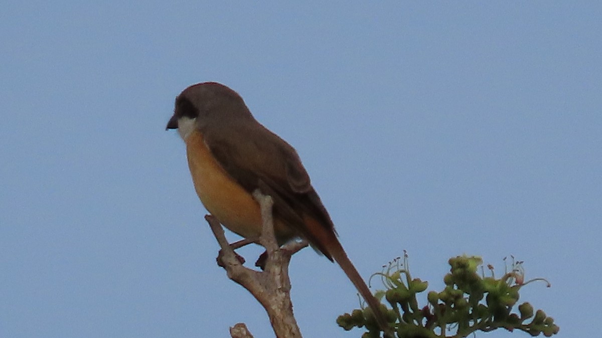 Emin's Shrike - ML429867831