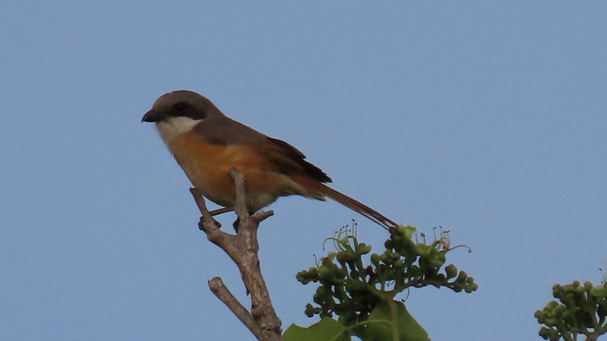 Emin's Shrike - ML429867861