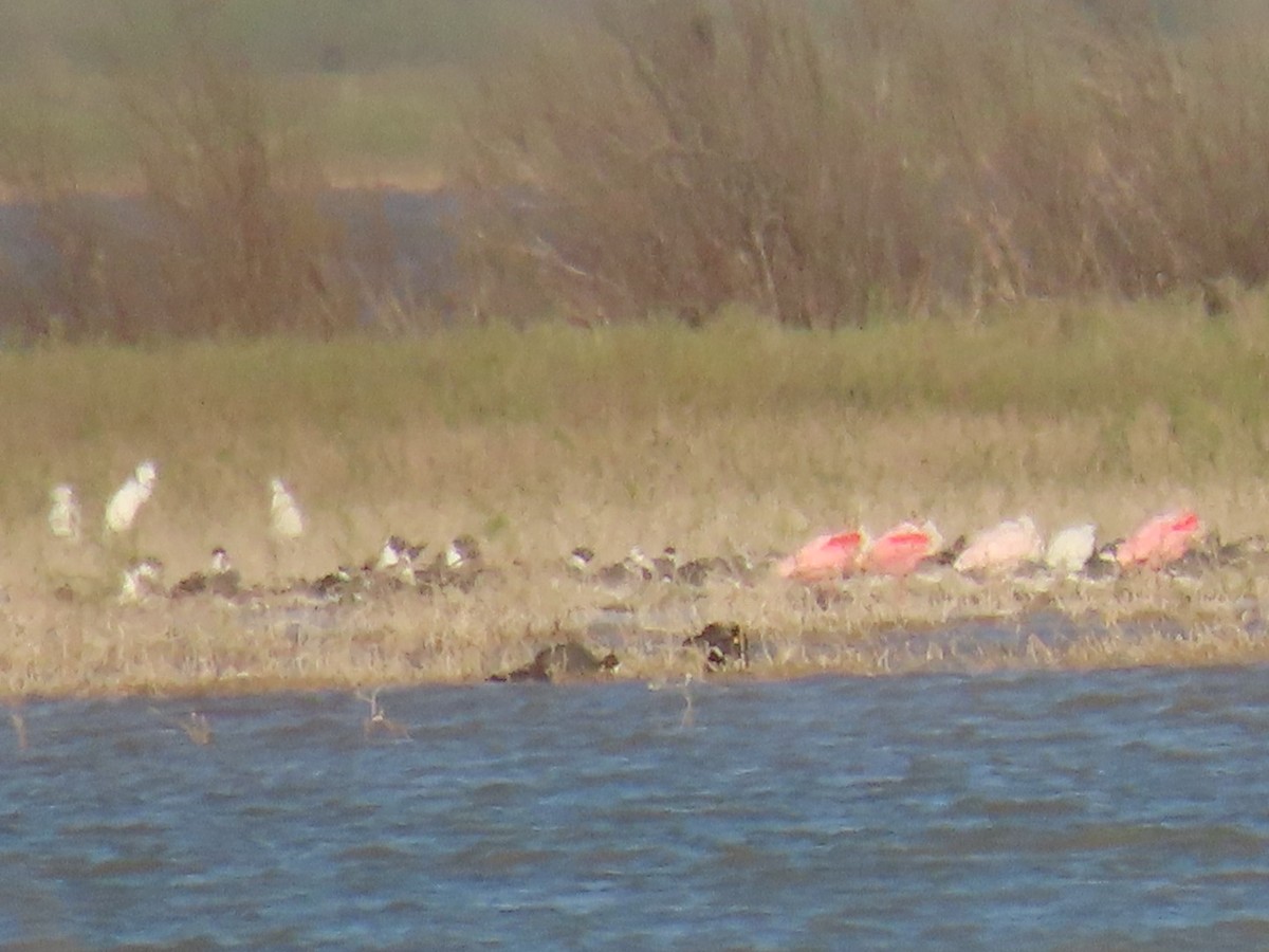 Roseate Spoonbill - ML429868641