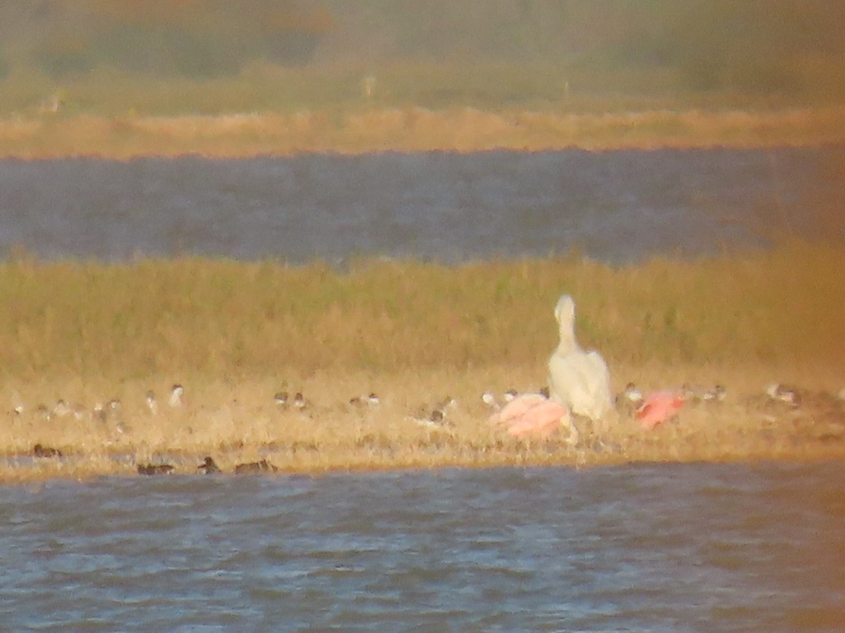 Roseate Spoonbill - ML429868671