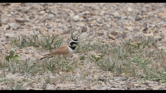 Temminck's Lark - ML429868871