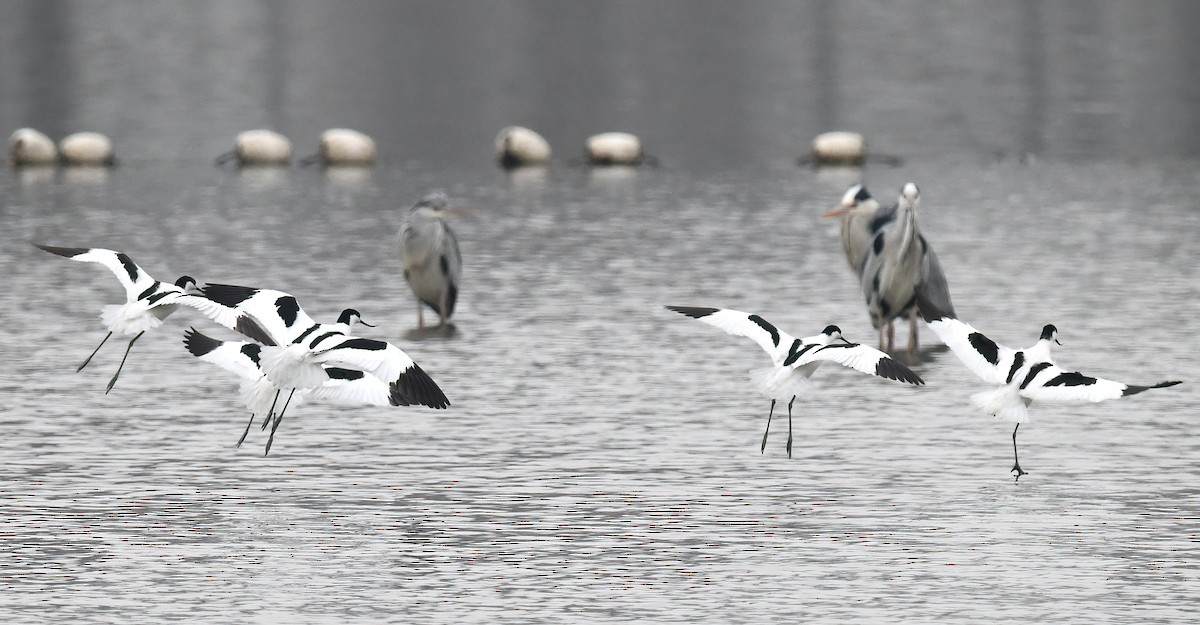 Pied Avocet - ML429869741