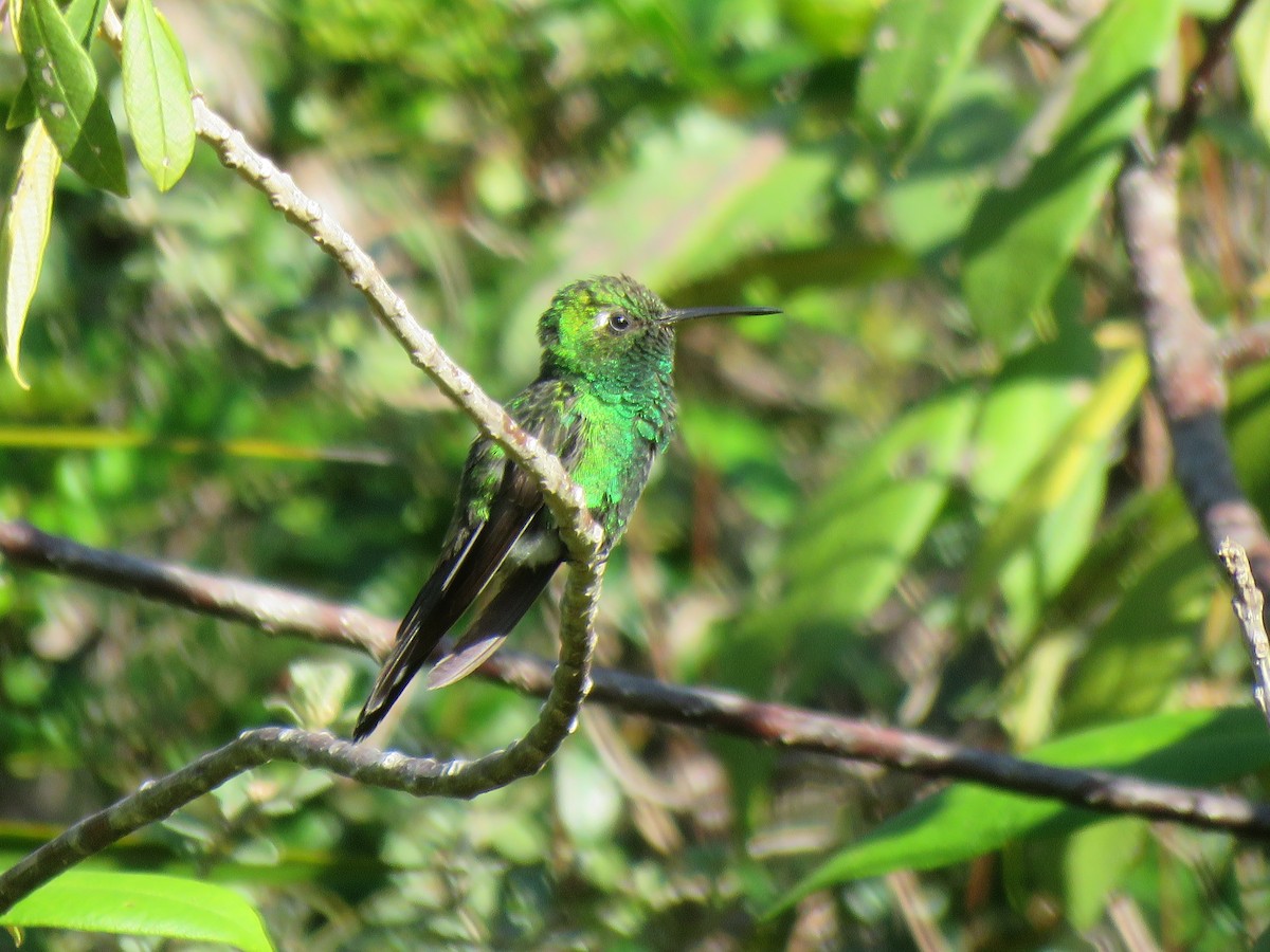 kolibřík kubánský - ML429869981