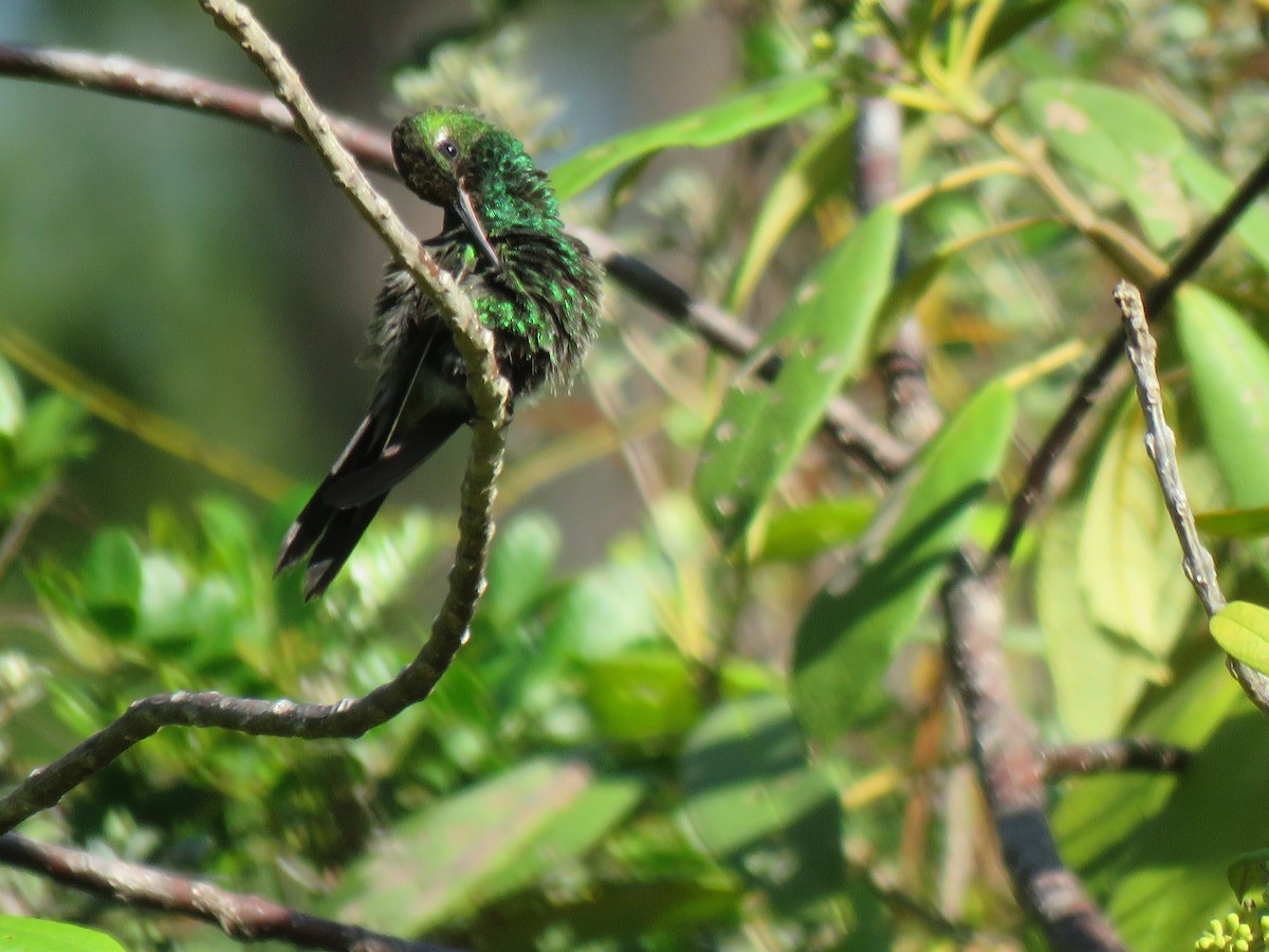 kolibřík kubánský - ML429870021