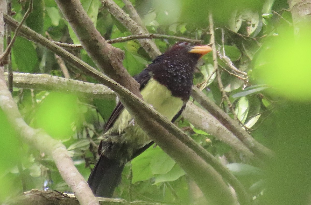 Western Yellow-billed Barbet (Western) - ML429870581