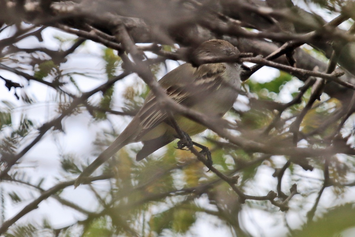 Northern Scrub-Flycatcher - ML429871091