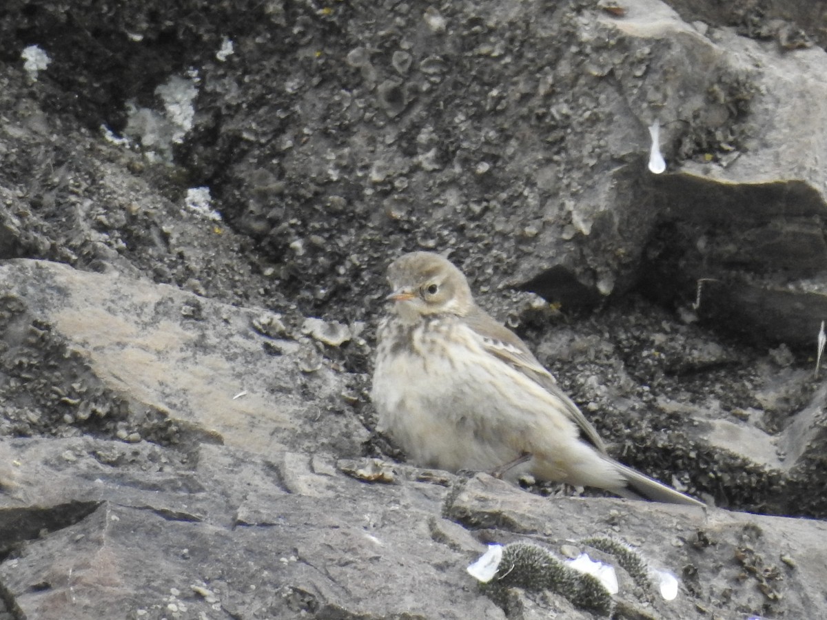 Pipit d'Amérique - ML42987111