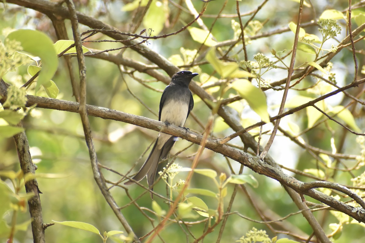 White-bellied Drongo - ML429871141