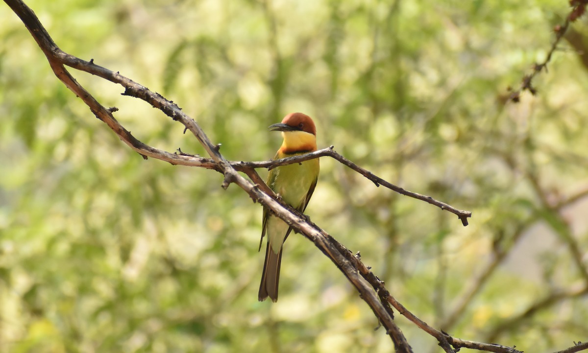 Chestnut-headed Bee-eater - ML429871161
