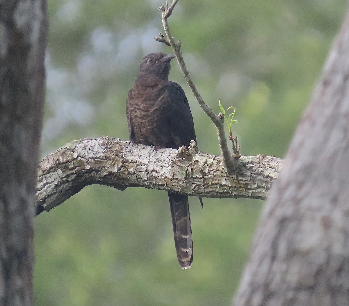 Black Cuckoo - ML429872381