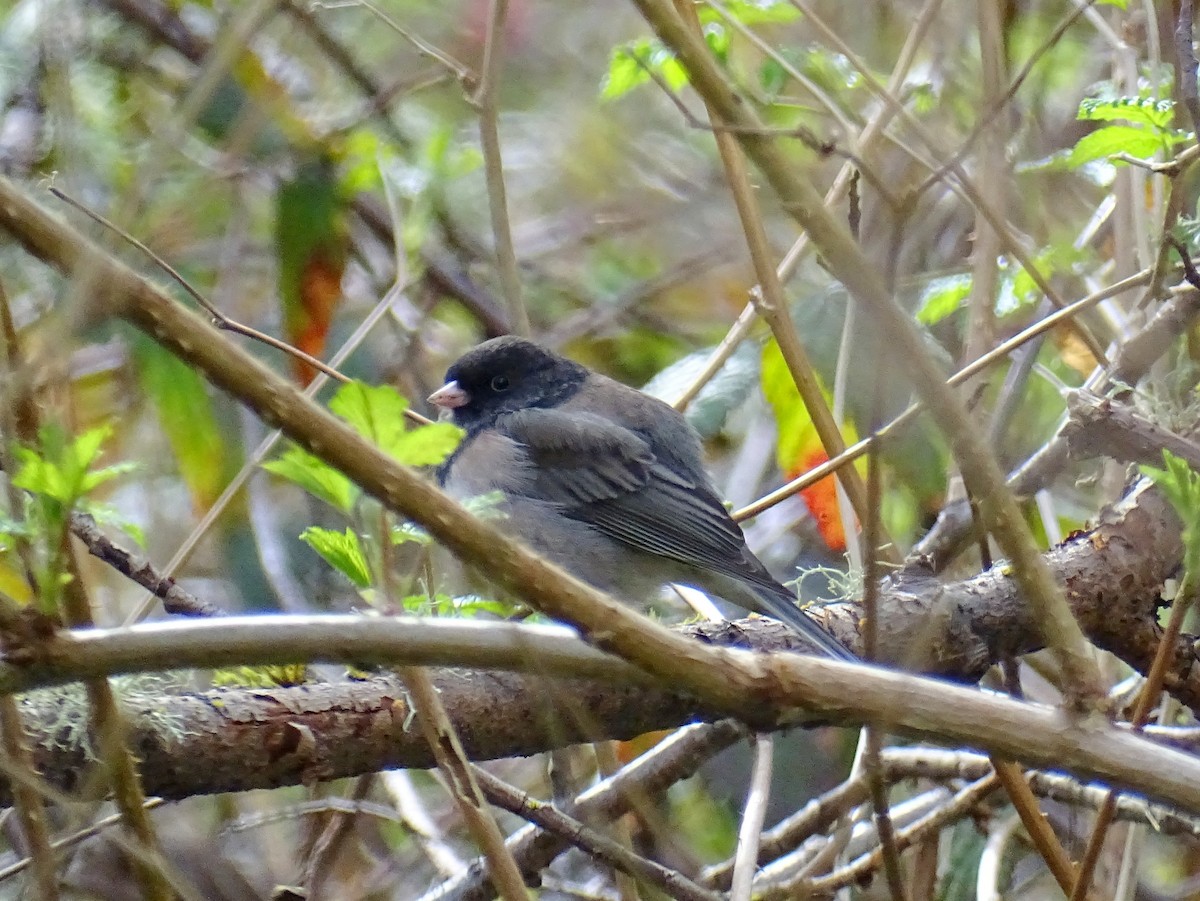 strnadec zimní [skupina oreganus] - ML429872641