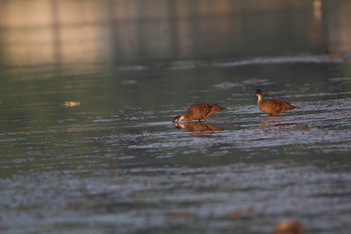 Andaman Teal - Malay Adak