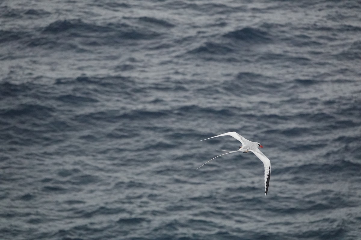 Red-billed Tropicbird - ML429874001