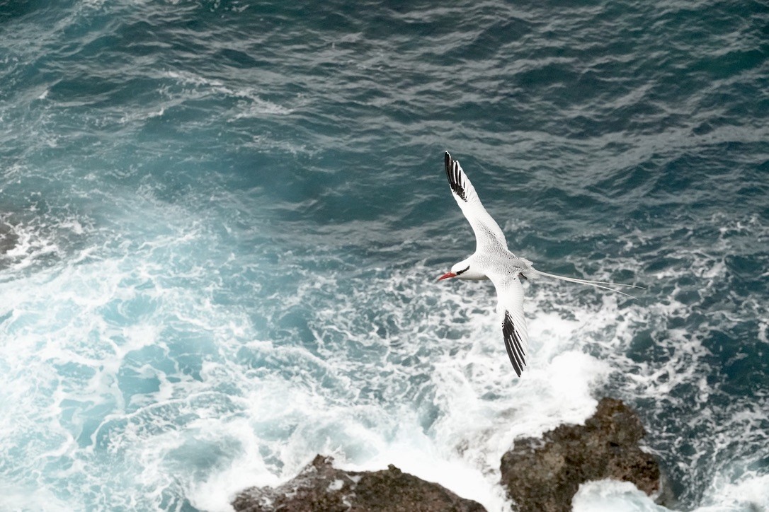 Red-billed Tropicbird - ML429874101