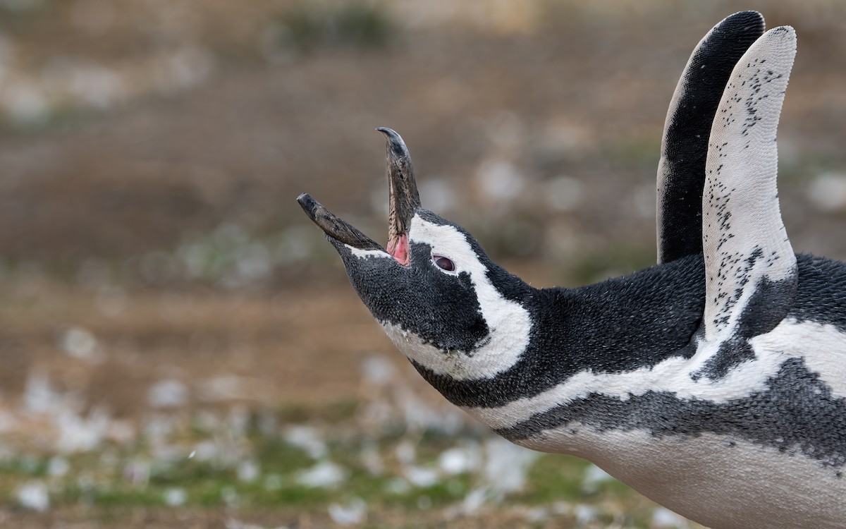 Magellanic Penguin - Mason Maron