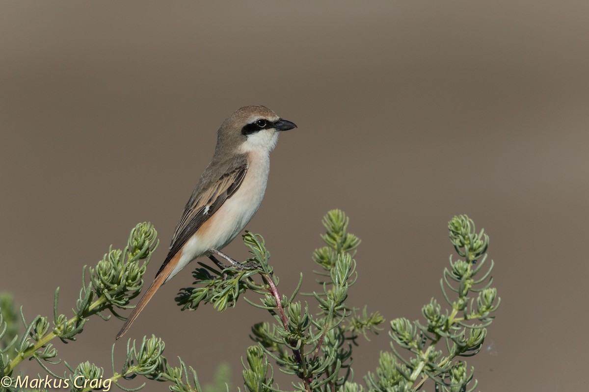 Red-tailed Shrike - ML42987491